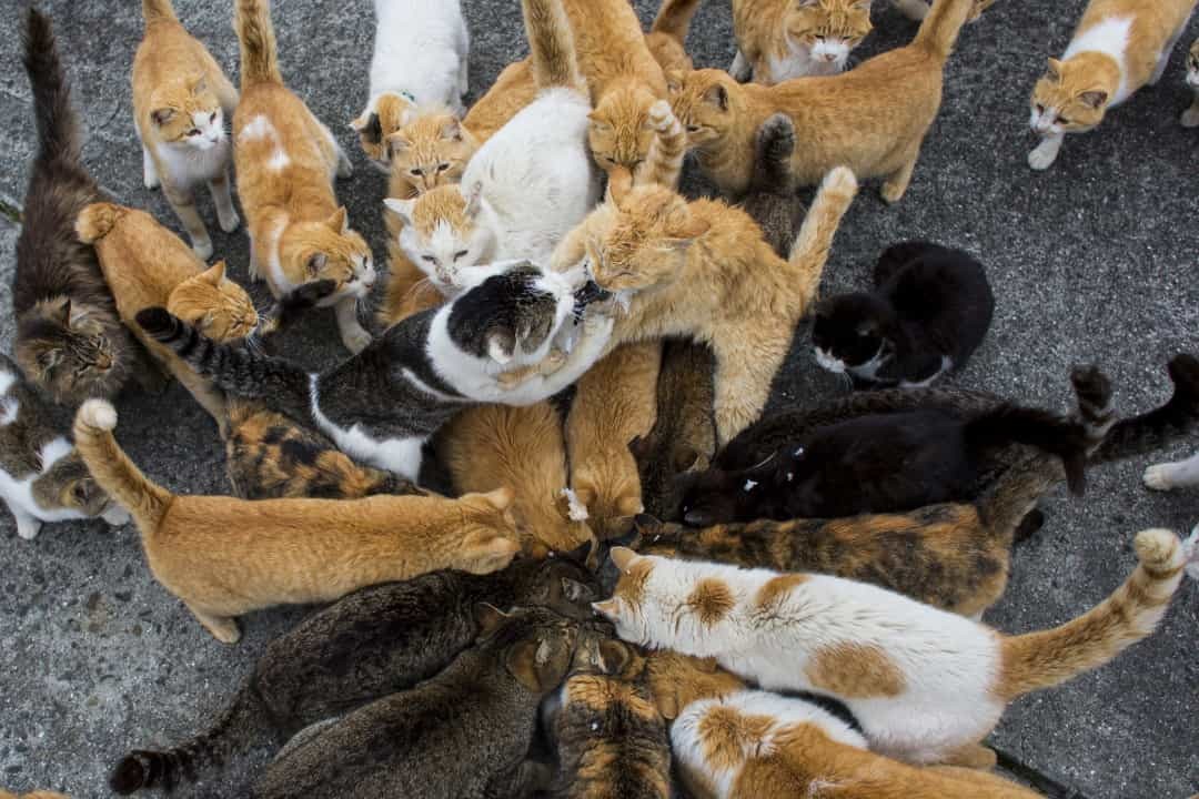 Độc đáo đảo mèo ở Nhật Bản Độc đáo đảo mèo ở Nhật Bản