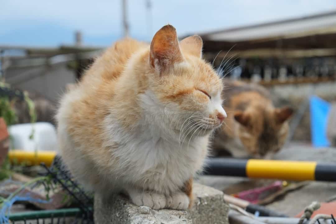 Độc đáo đảo mèo ở Nhật Bản Độc đáo đảo mèo ở Nhật Bản