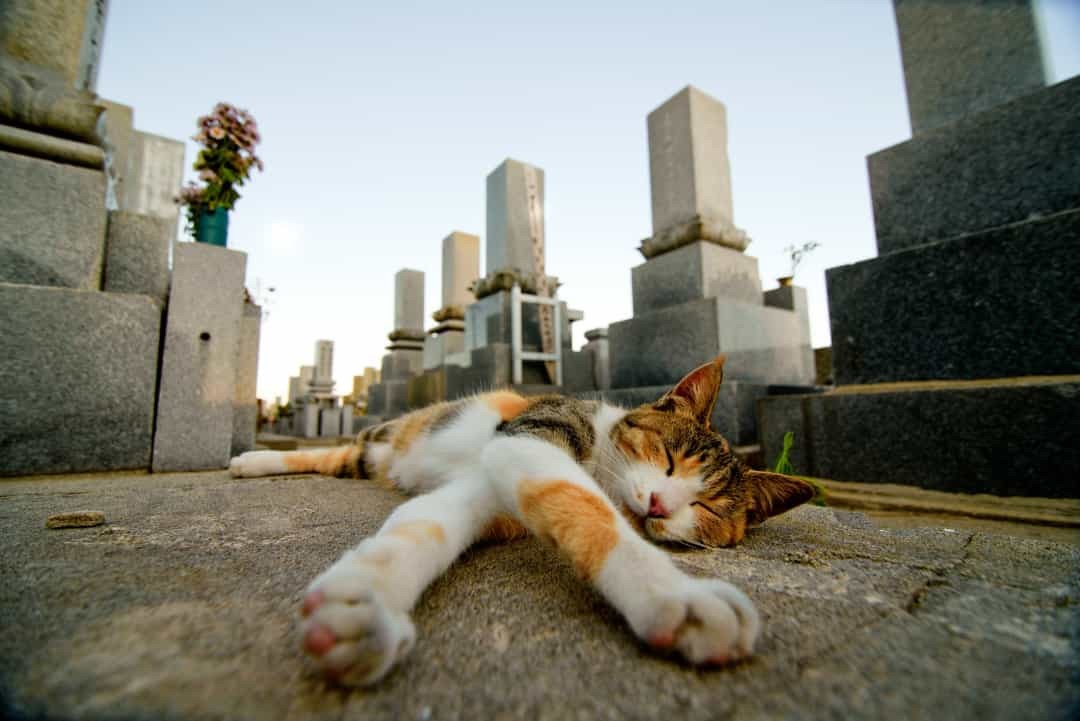 Thậm chí, người dân ở đây còn xây cả một ngôi đền thờ mèo có tên là Neko-jinja ngay giữa giữa hòn đảo. Thậm chí, người dân ở đây còn xây cả một ngôi đền thờ mèo có tên là Neko-jinja ngay giữa giữa hòn đảo.