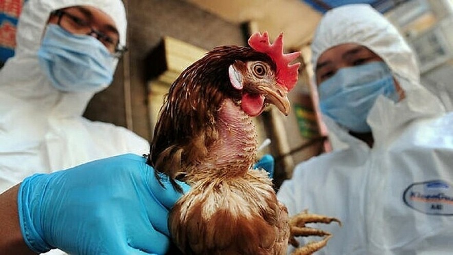 Vietnam has tightened control measures after the first avian influenza A (H5) infected was detected this week. Illustrative image Vietnam has tightened control measures after the first avian influenza A (H5) infected was detected this week. Illustrative image