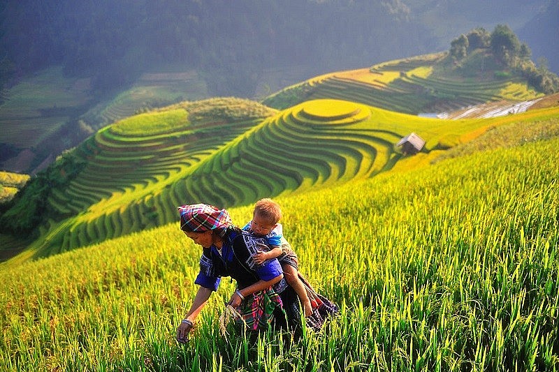 The Beauty of Hong Thai Terraced Fields in the Harvest Season The Beauty of Hong Thai Terraced Fields in the Harvest Season