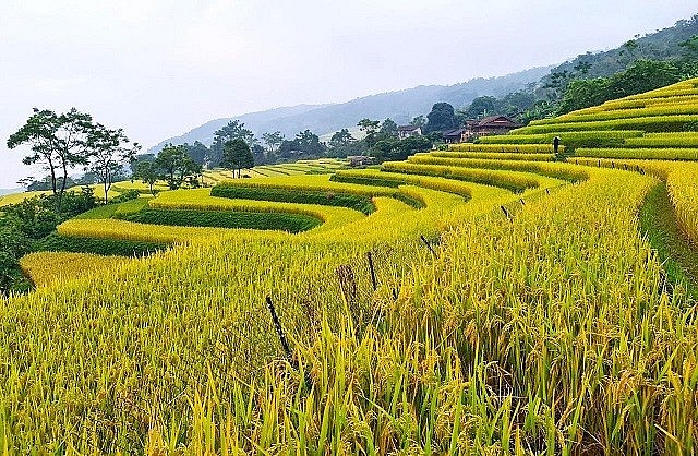 The Beauty of Hong Thai Terraced Fields in the Harvest Season The Beauty of Hong Thai Terraced Fields in the Harvest Season