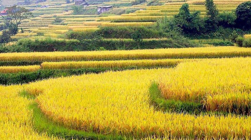 The Beauty of Hong Thai Terraced Fields in the Harvest Season The Beauty of Hong Thai Terraced Fields in the Harvest Season