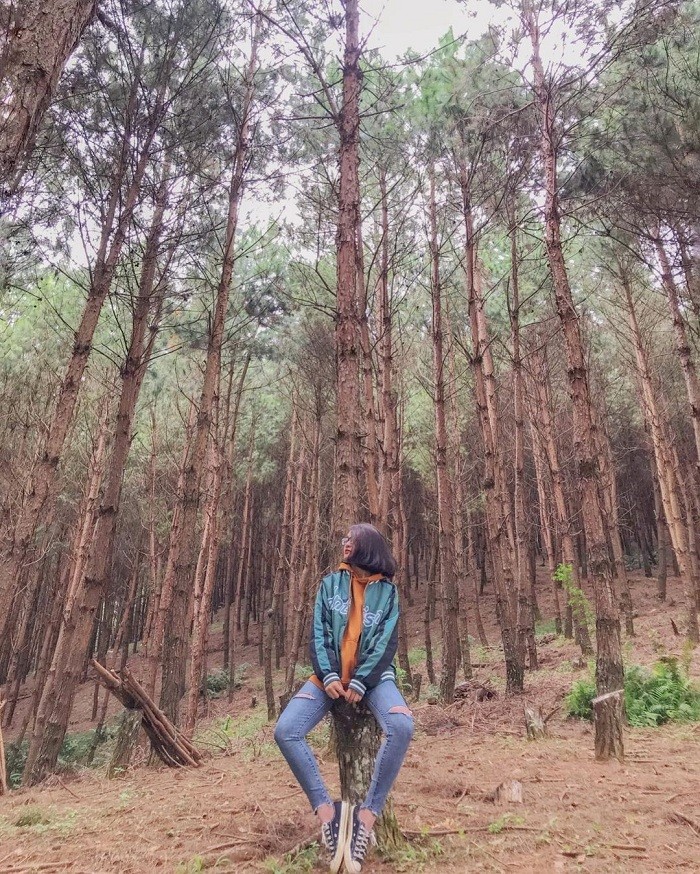 Lost in the Poetic and Pristine Hua Tat Pine Forest Get Lost in the Poetic and Pristine Hua Tat Pine Forest