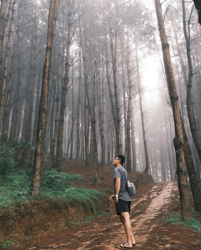 Lost in the Poetic and Pristine Hua Tat Pine Forest Get Lost in the Poetic and Pristine Hua Tat Pine Forest