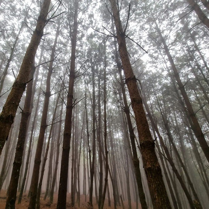 Lost in the Poetic and Pristine Hua Tat Pine Forest Get Lost in the Poetic and Pristine Hua Tat Pine Forest