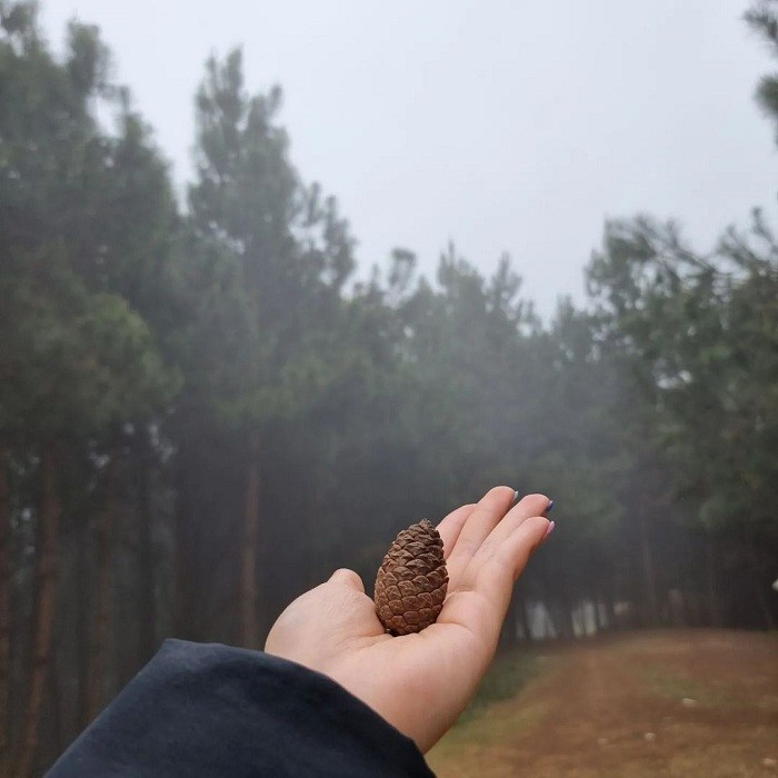 Lost in the Poetic and Pristine Hua Tat Pine Forest Get Lost in the Poetic and Pristine Hua Tat Pine Forest
