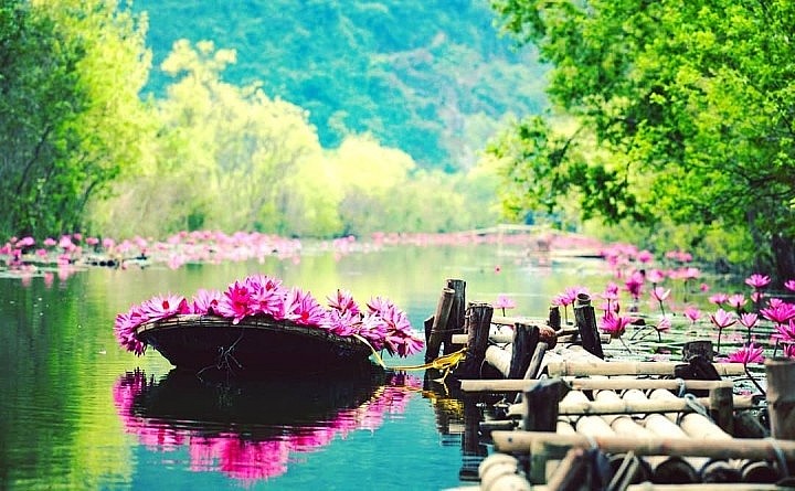 The Beauty of Purple Water Lilies in Yen Stream