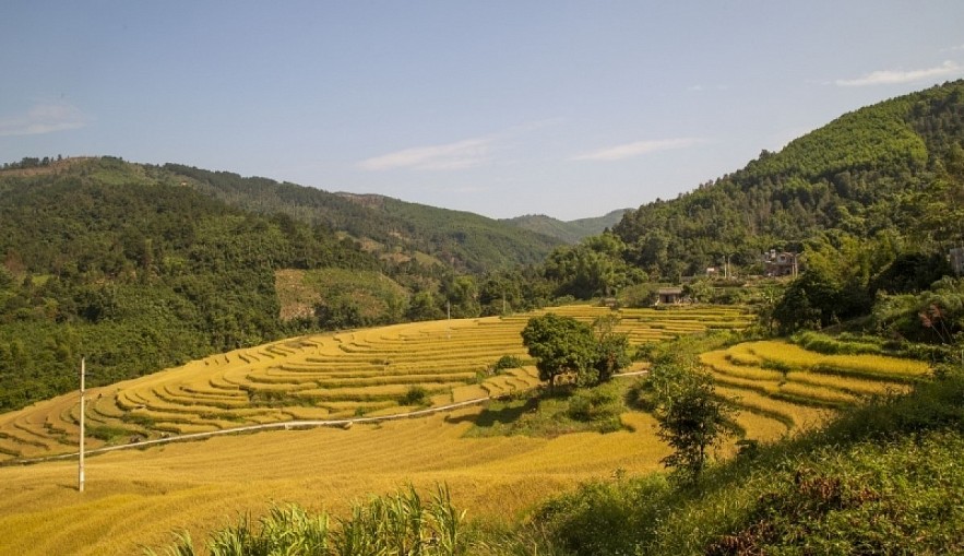 Paragliding over Binh Lieu Golden Rice Terrace Fields in Northern Vietnam Paragliding over Binh Lieu Golden Rice Terrace Fields in Northern Vietnam