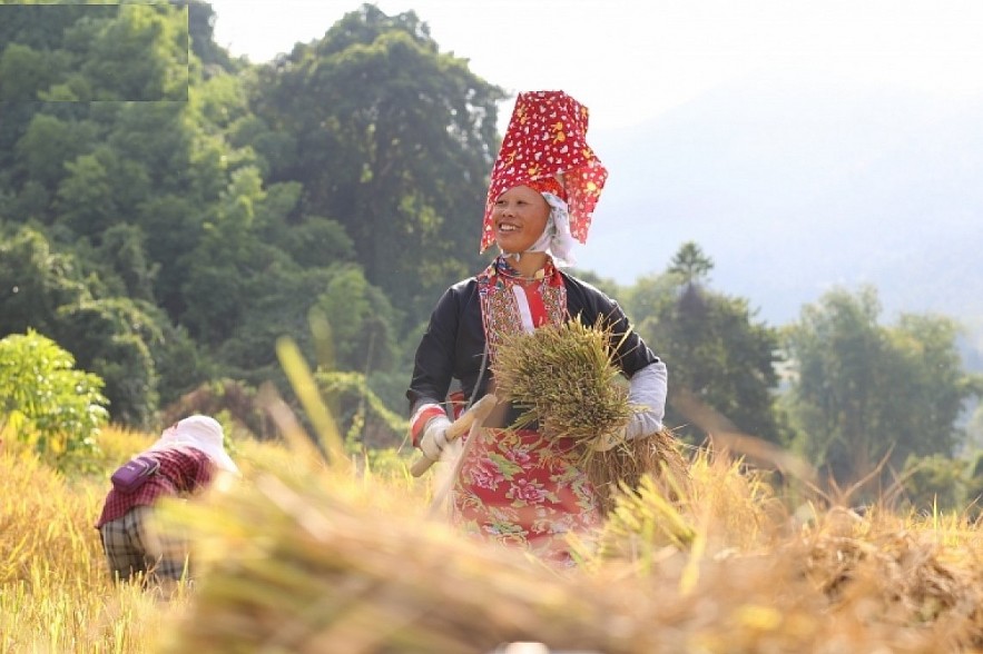 Paragliding over golden rice terrace fields in Northern Vietnam Paragliding over golden rice terrace fields in Northern Vietnam