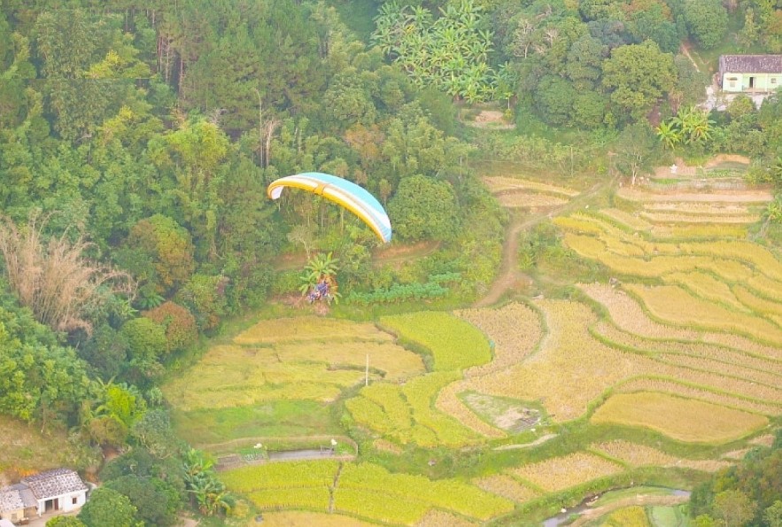 Paragliding over golden rice terrace fields in Northern Vietnam Paragliding over golden rice terrace fields in Northern Vietnam