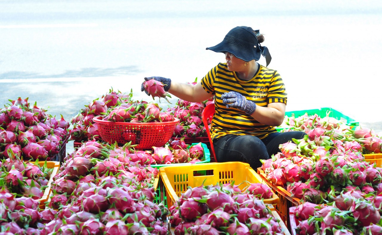 Xuất khẩu rau quả sang thị trường Trung Quốc tăng mạnh | Báo Công Thương Xuất khẩu rau quả sang thị trường Trung Quốc tăng mạnh | Báo Công Thương