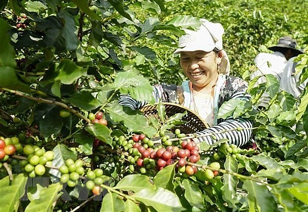 Harvesting coffee in Vietnam. Photo: VNA Harvesting coffee in Vietnam. Photo: VNA