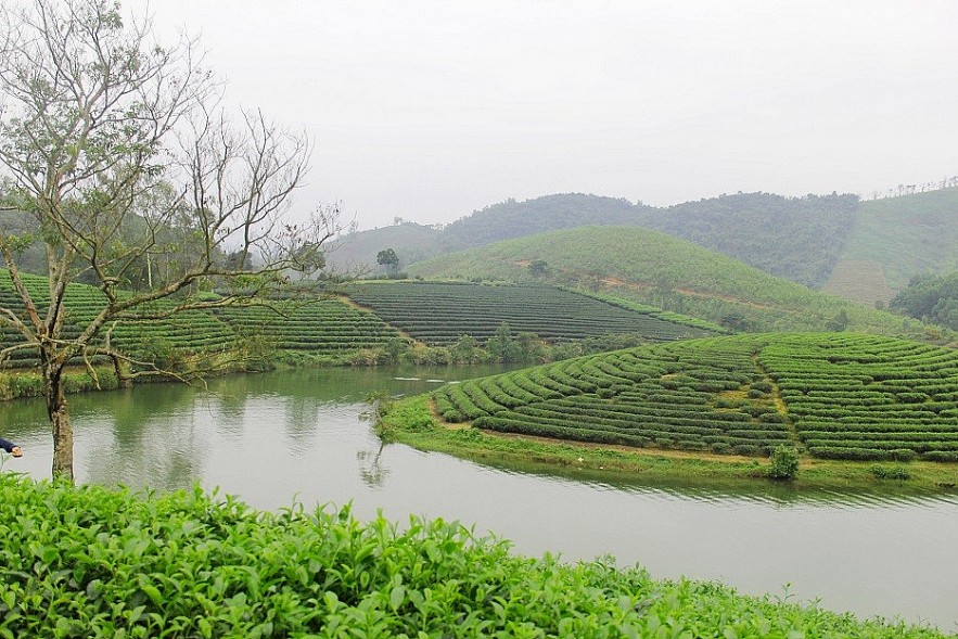 The Unique Beauty of Tea Oases in Nghe An The Unique Beauty of Tea Paradises in Nghe An