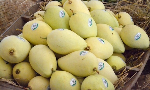 Harvesting mangos in Dong Thap. Photo: laodong.vn Harvesting mangos in Dong Thap. Photo: laodong.vn