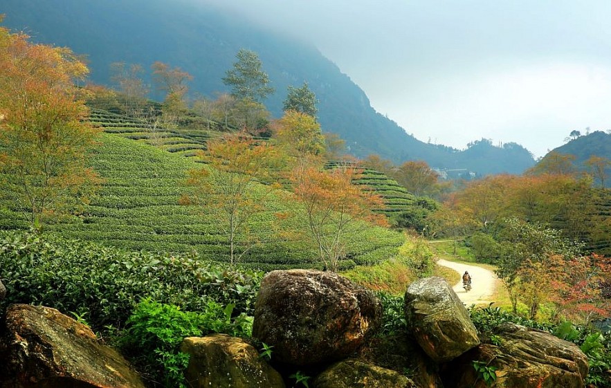 O Long Tea Hill in the Winter - A Picturesque Beauty in Sapa O Long Tea Hill in the Winter - A Picturesque Beauty in Sapa