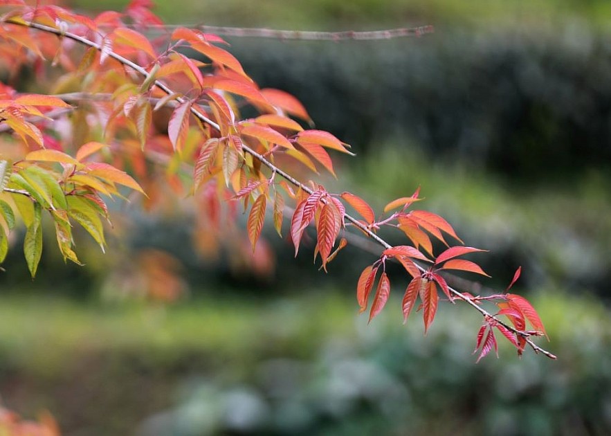 O Long Tea Hill in the Winter - A Picturesque Beauty in Sapa O Long Tea Hill in the Winter - A Picturesque Beauty in Sapa