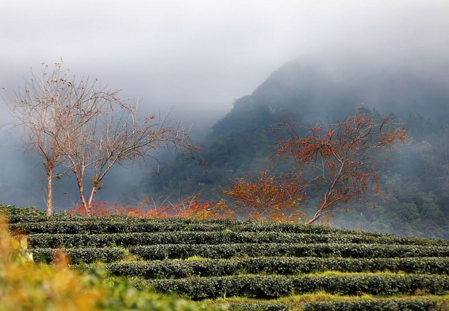 O Long Tea Hill in the Winter - A Picturesque Beauty in Sapa O Long Tea Hill in the Winter - A Picturesque Beauty in Sapa