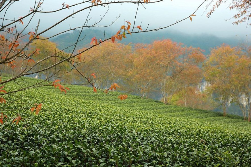 O Long Tea Hill in the Winter - A Picturesque Beauty in Sapa O Long Tea Hill in the Winter - A Picturesque Beauty in Sapa