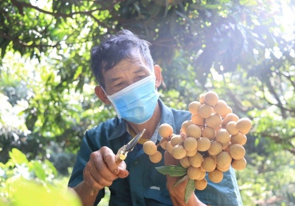 Người dân cắt tỉa, chọn lọc nhãn (Ảnh minh họa: TTXVN). Người dân cắt tỉa, chọn lọc nhãn (Ảnh minh họa: TTXVN).