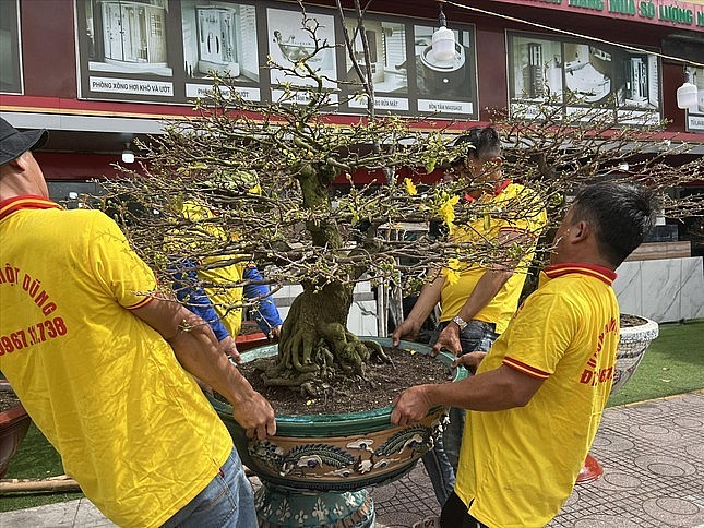 An apricot tree for sale. An apricot tree for sale.