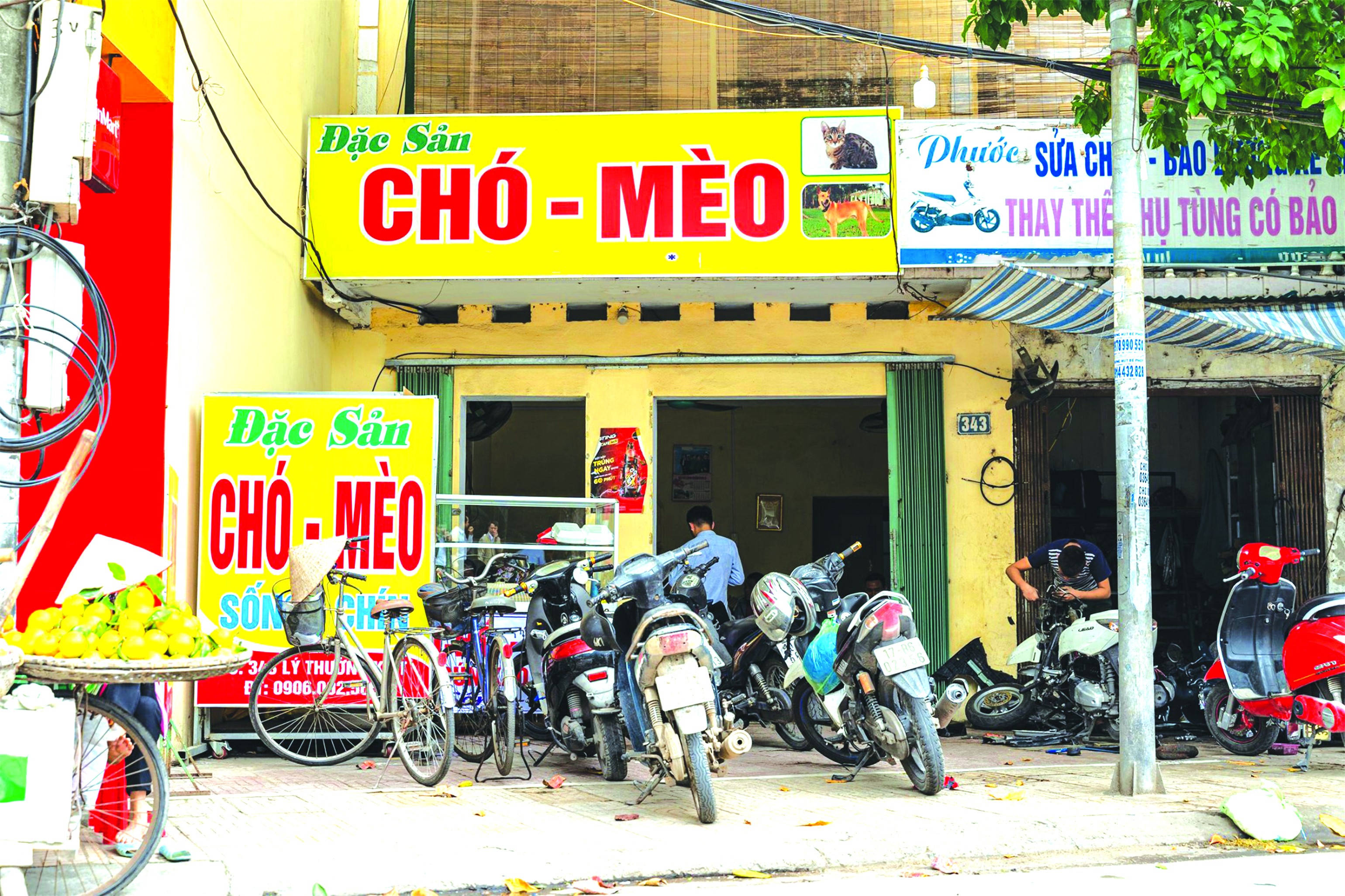 Năm 2020, tổ chức FOUR PAWS vận động thành công một nhà hàng thịt mèo đóng cửa (Ảnh: FOUR PAWS). Năm 2020, tổ chức FOUR PAWS vận động thành công một nhà hàng thịt mèo đóng cửa (Ảnh: FOUR PAWS).