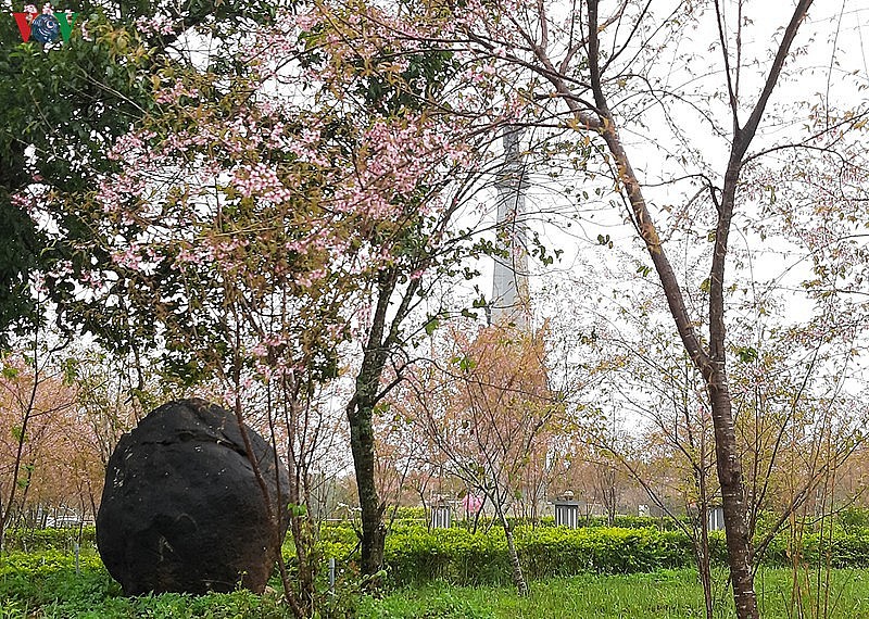 Cherry Blossoms in Full Bloom Attract Visitors to Mang Den Cherry Blossoms in Full Bloom, Attracting Visitors to Mang Den