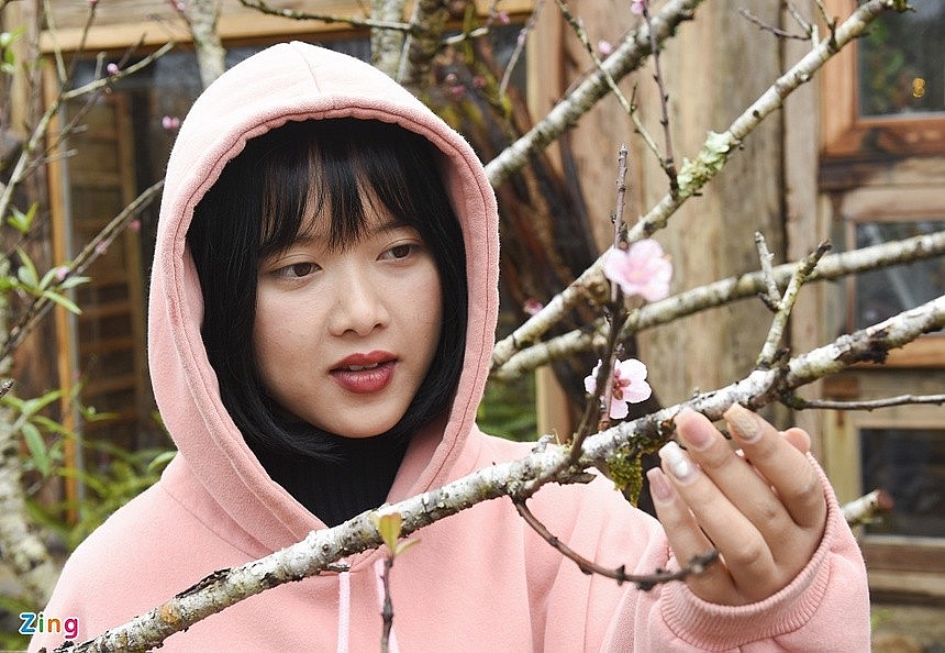 Cherry Blossoms in Full Bloom Attract Visitors to Mang Den Cherry Blossoms in Full Bloom, Attracting Visitors to Mang Den
