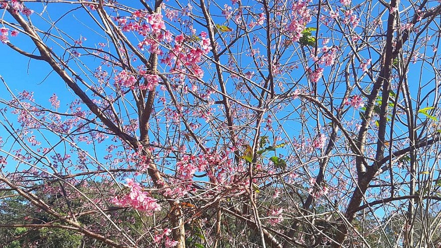 Cherry Blossoms in Full Bloom Attract Visitors to Mang Den Cherry Blossoms in Full Bloom, Attracting Visitors to Mang Den
