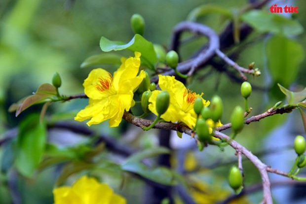 Hoa mai vàng - nét đặc trưng của mùa Xuân phương Nam | Văn hóa | Vietnam+ (VietnamPlus) Hoa mai vàng - nét đặc trưng của mùa Xuân phương Nam | Văn hóa | Vietnam+ (VietnamPlus)