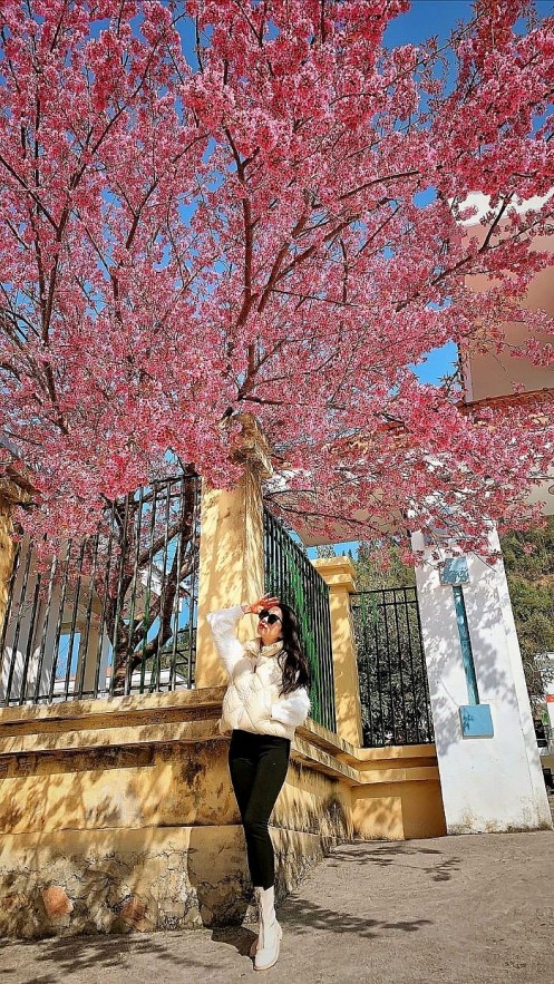 Cherry Blossoms in Ha Giang: A One of A Kind Natural Wonder Cherry Blossoms in Ha Giang: A One of A Kind Natural Wonder