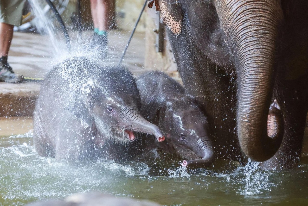 Bao Ngoc and her brother Akito. Photo courtesy of the zoo