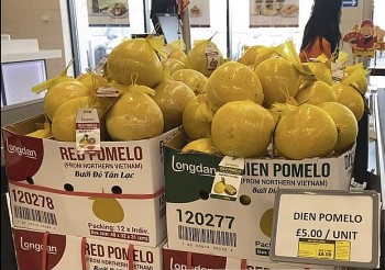 Bưởi Diễn Việt Nam lần đầu sang Anh