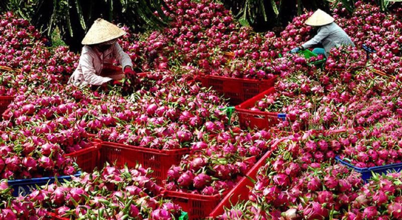 Thanh long- mặt hàng xuất khẩu tiềm năng của Việt Nam sang thị trường UAE trong năm 2023 Thanh long- mặt hàng xuất khẩu tiềm năng của Việt Nam sang thị trường UAE trong năm 2023