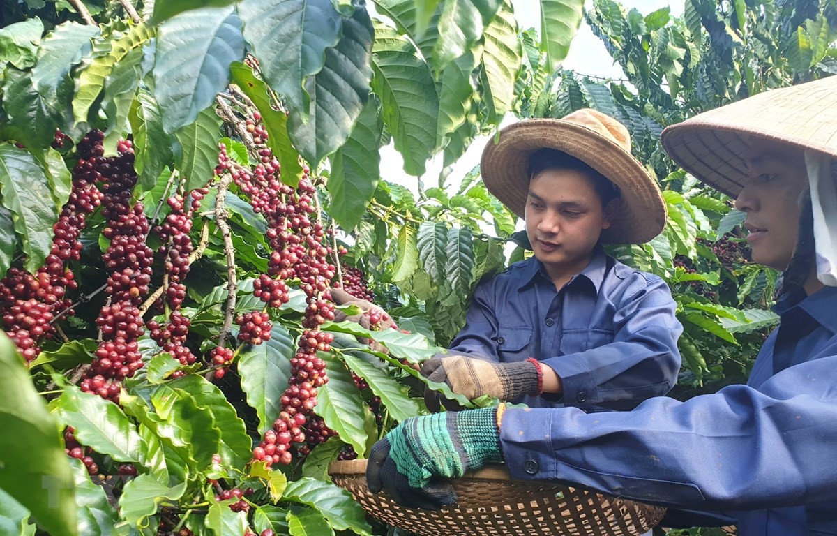 Cuối năm 2022, cà phê Việt Nam chiếm hơn 20% thị phần tại Itay (Ảnh minh họa). Cuối năm 2022, cà phê Việt Nam chiếm hơn 20% thị phần tại Itay (Ảnh minh họa).