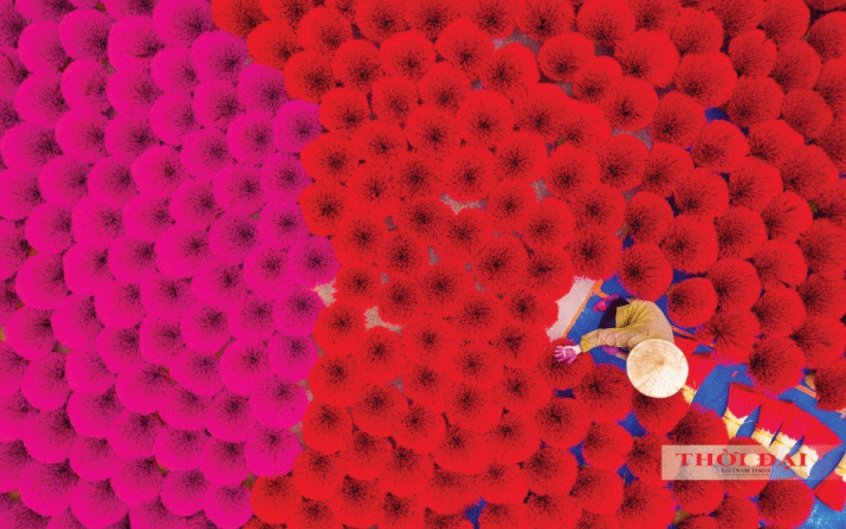 Belgian Television Praised Vietnam's Famous Incense-making Village Belgian Television Praised Vietnam's Famous Incense-making Village