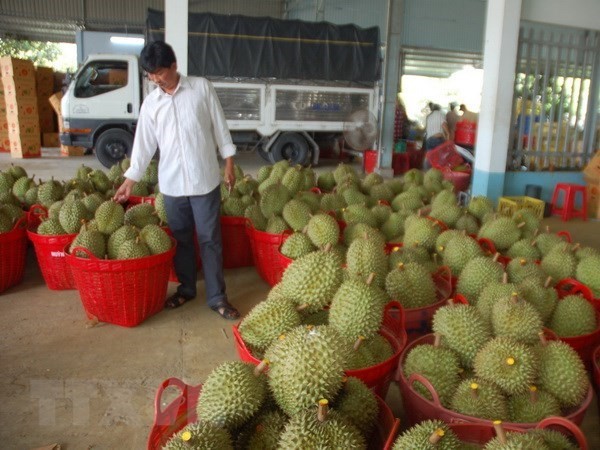 Sầu riêng mang kỳ vọng đột phá về xuất khẩu trái cây Việt Nam | Kinh doanh | Vietnam+ (VietnamPlus) Sầu riêng mang kỳ vọng đột phá về xuất khẩu trái cây Việt Nam | Kinh doanh | Vietnam+ (VietnamPlus)