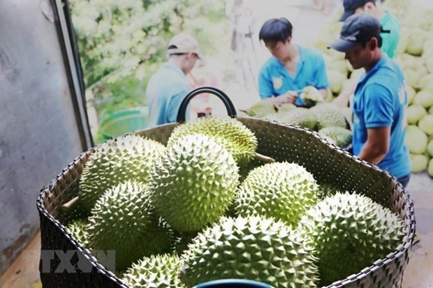 Sầu riêng mang kỳ vọng đột phá về xuất khẩu trái cây Việt Nam | Kinh doanh | Vietnam+ (VietnamPlus) Sầu riêng mang kỳ vọng đột phá về xuất khẩu trái cây Việt Nam | Kinh doanh | Vietnam+ (VietnamPlus)