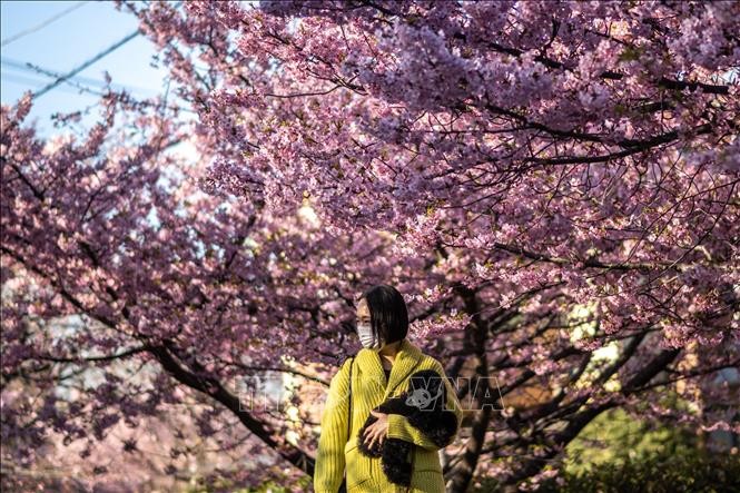 Tokyo đón mùa hoa anh đào sớm bất thường Tokyo đón mùa hoa anh đào sớm bất thường