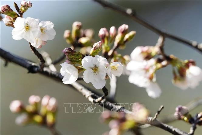 Tokyo đón mùa hoa anh đào sớm bất thường Tokyo đón mùa hoa anh đào sớm bất thường