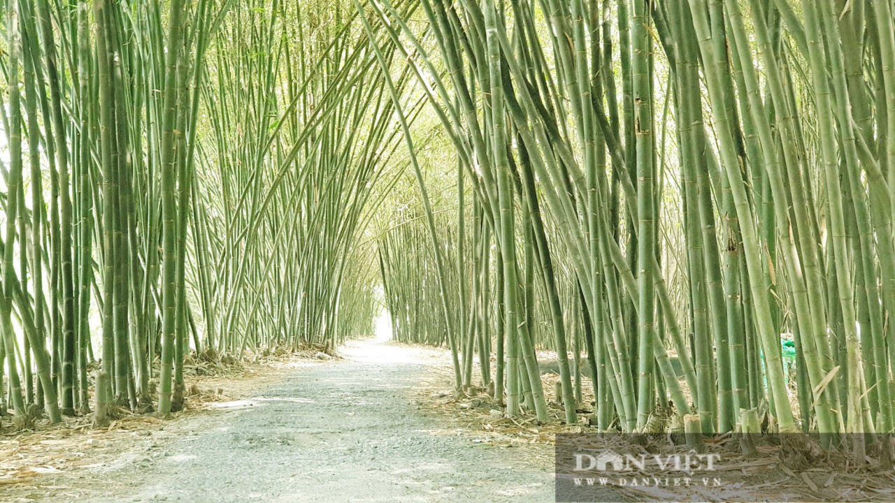 The bamboo garden was planted 30 years ago by Dang Van Sang in Phu Xuan hamlet, Thanh Hoa commune, Phung Hiep district, Hau Giang province. Photo: Dan Viet The bamboo garden was planted 30 years ago by Dang Van Sang in Phu Xuan hamlet, Thanh Hoa commune, Phung Hiep district, Hau Giang province. Photo: Dan Viet
