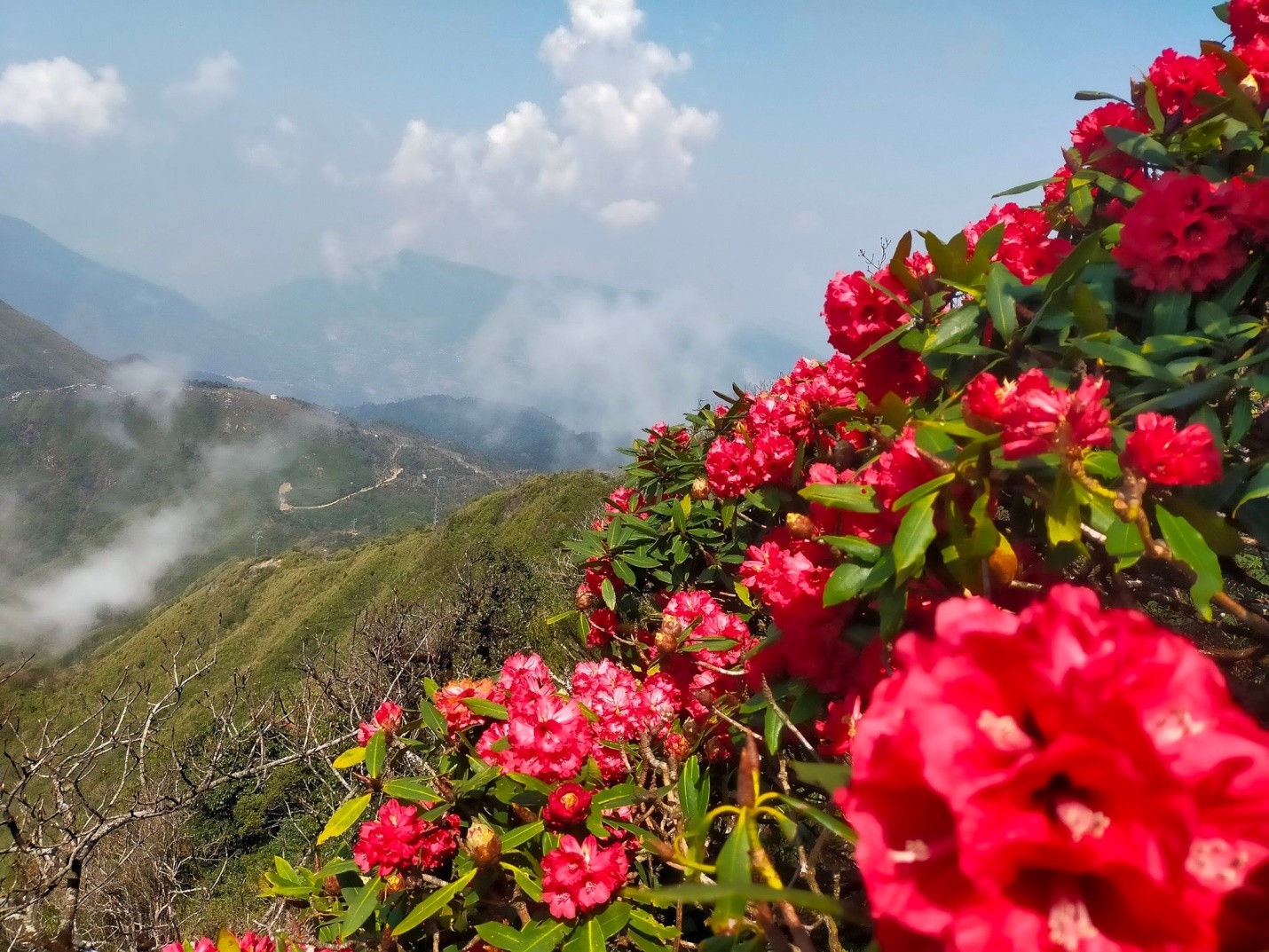 hoa Đỗ Quyên rộng lớn trải dài hết dãy Hoàng Liên Sơn hùng vĩ. hoa Đỗ Quyên rộng lớn trải dài hết dãy Hoàng Liên Sơn hùng vĩ.