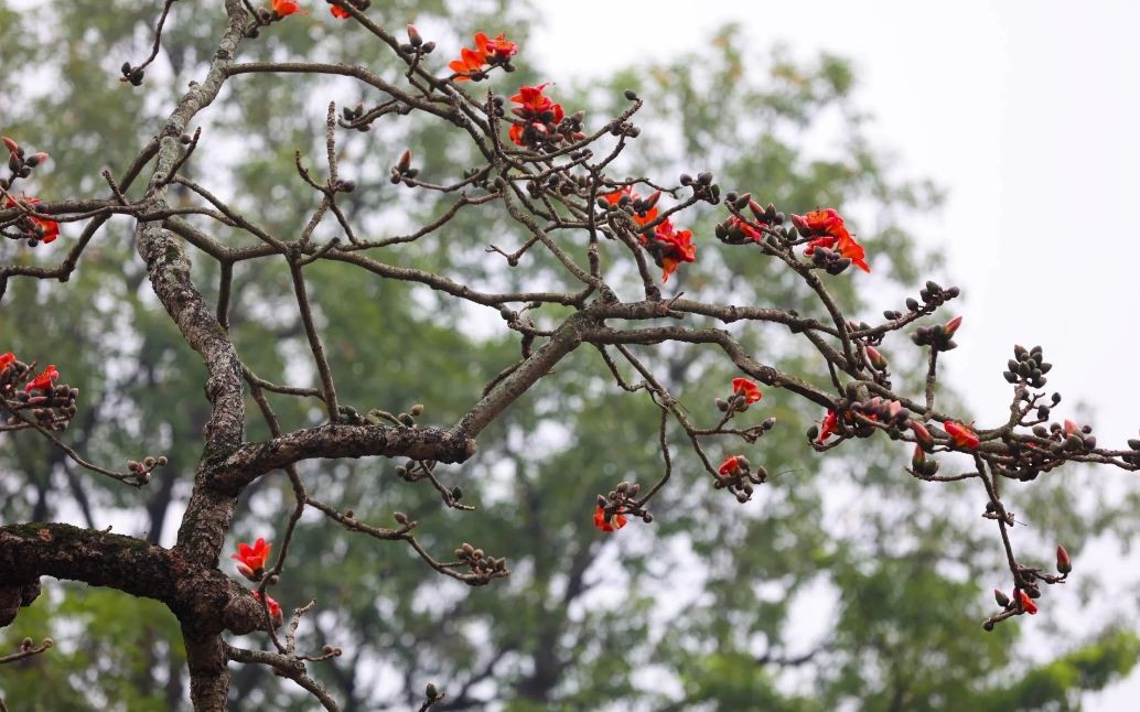 Red Silk-Cotton Flowers in Full Bloom at Hanoi's Thousand-Year-Old Pagoda