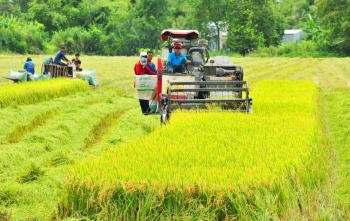 Đẩy mạnh cho vay lúa gạo tín chấp trên cơ sở quản lý dòng tiền