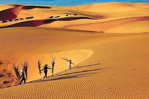 Sand dunes in Mui Ne of Binh Thuan (Photo: VNA) Sand dunes in Mui Ne of Binh Thuan (Photo: VNA)