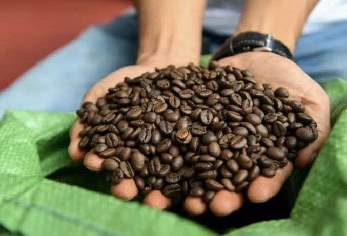 AFP phản ánh về tâm huyết của người nông dân Việt Nam với cà phê robusta AFP phản ánh về tâm huyết của người nông dân Việt Nam với cà phê robusta