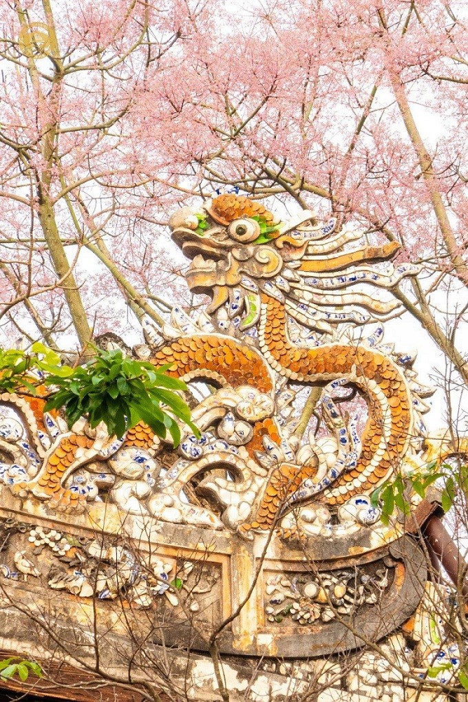 Stunning Firmiana Simplex Flower Bloom in Hue Imperial Citadel Stunning Firmiana Simplex Flower Bloom in Hue Imperial Citadel
