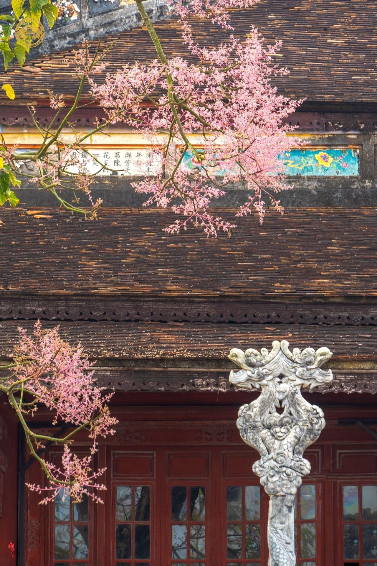 Stunning Firmiana Simplex Flower Bloom in Hue Imperial Citadel Stunning Firmiana Simplex Flower Bloom in Hue Imperial Citadel