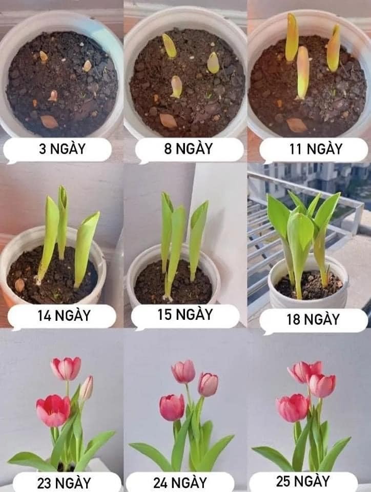 Hoa Tulip Hà Lan được người Việt yêu thích Hoa Tulip Hà Lan được người Việt yêu thích