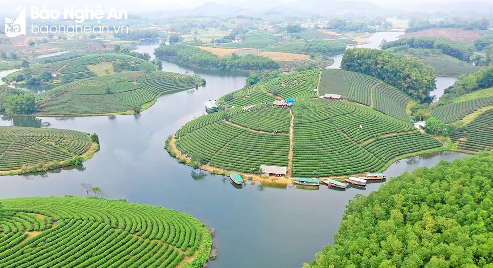 Du khách Pháp hào hứng khám phá vẻ đẹp Đảo chè ở Nghệ An Du khách Pháp hào hứng khám phá vẻ đẹp Đảo chè ở Nghệ An